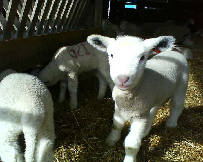 A new lamb just born at the Oregon State Sheep Research Center