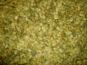 Fresh hops.