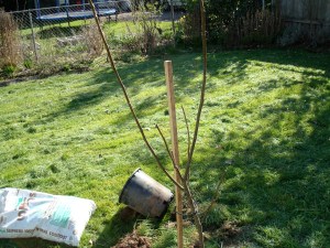 dsc02437 Our new fig tree