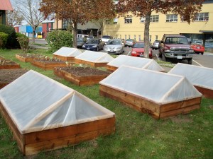 community youth garden