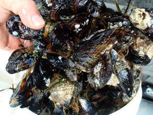 Barnacled-encrusted beardy mussels we also found