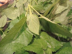 Stinging Nettles (not to be confused with wild blackberry leaves) from Willamette Park
