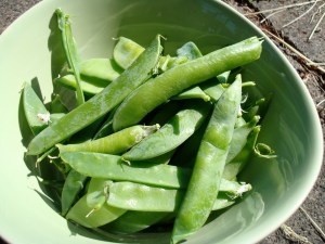 My pea harvest Sunday.