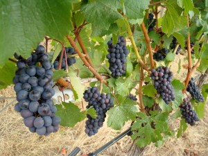 Ripening pinot noir at WillaKenzie.