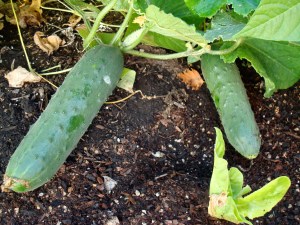 Surprise nearly October garden-fresh (literally) cukes for the tabbouleh.